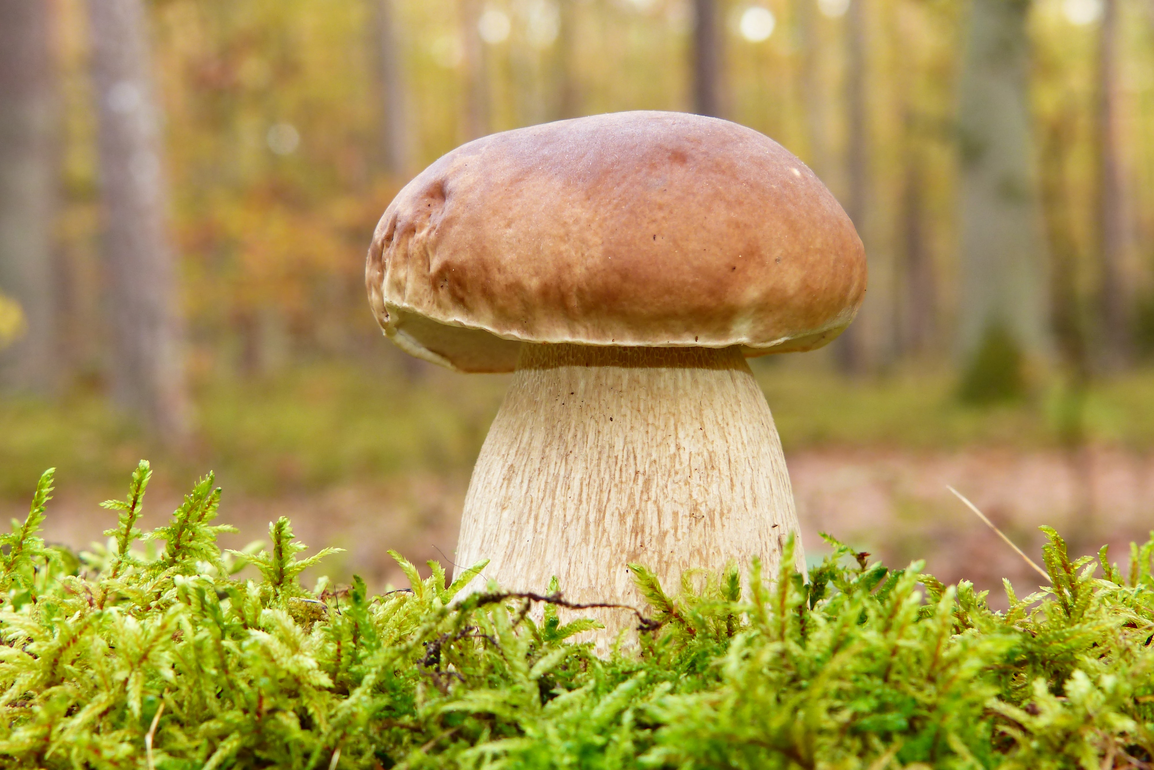 Mushroom supplements for digestive health