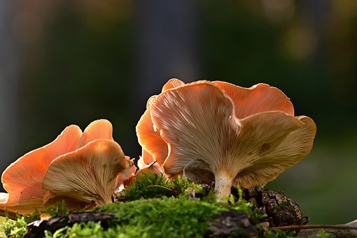 Herbal-infused mushroom gummies