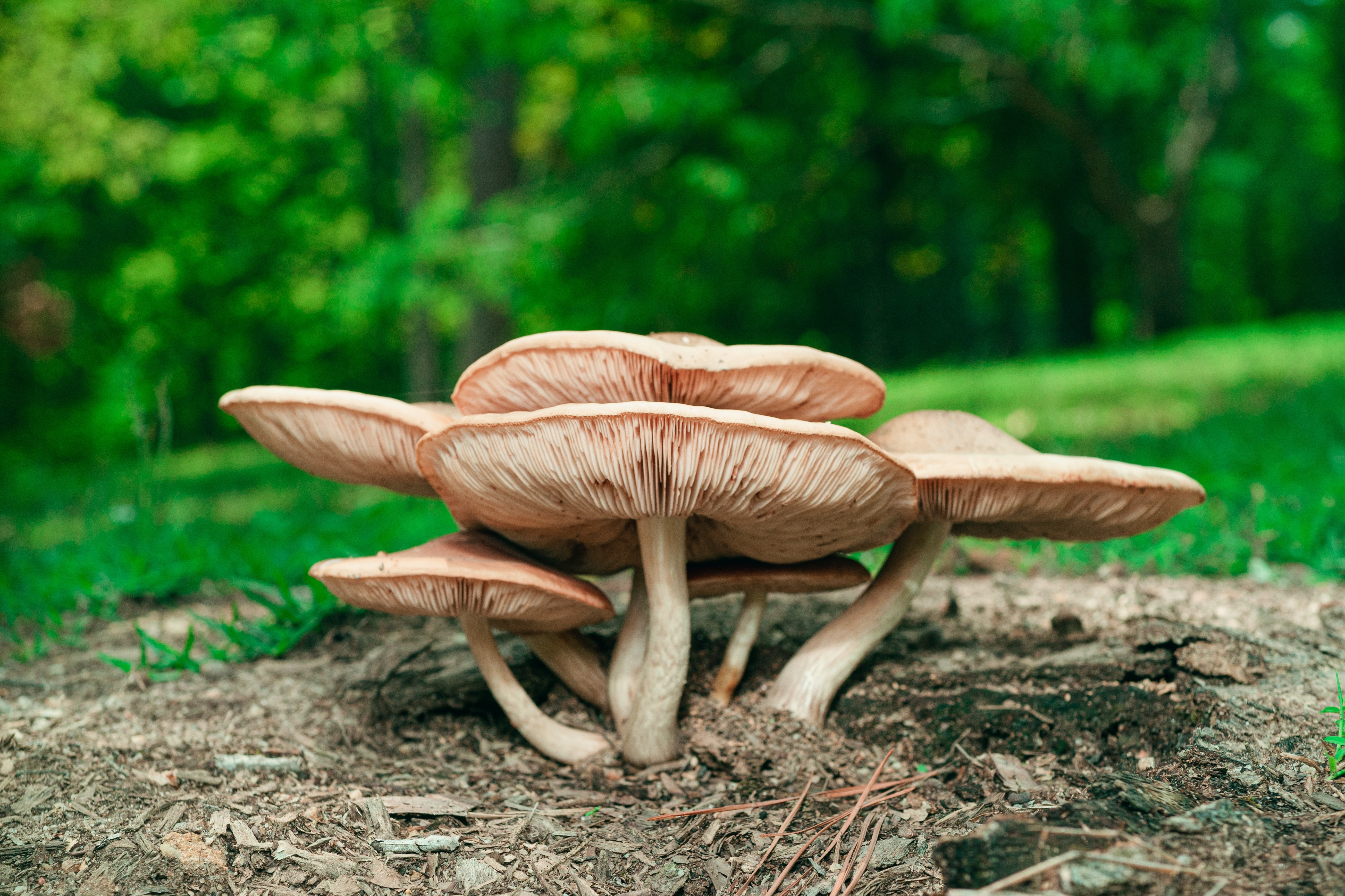 Mushroom Supplements: Your Secret Weapon for a Healthy Life